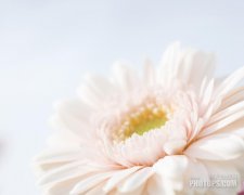 女性滴蟲性陰道炎該怎么治療