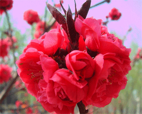 婦科霉菌性陰道炎怎么治