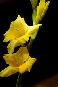 子宮內(nèi)膜厚的原因是什么